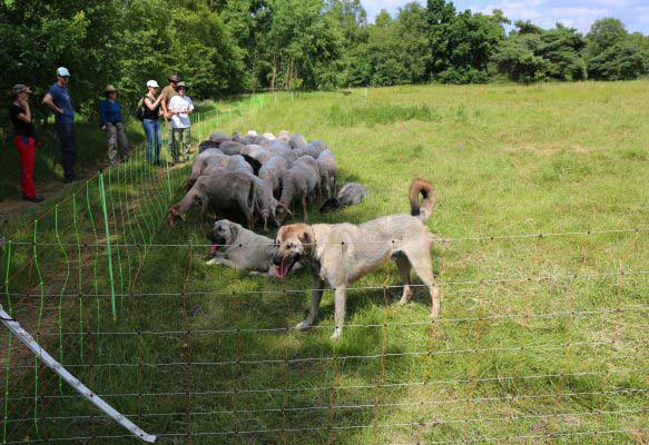 Meeting a shepherd and his herd protection dogs